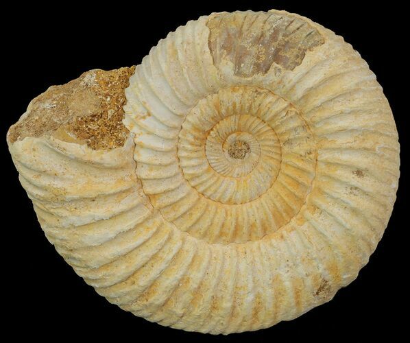 Perisphinctes Ammonite - Jurassic #68164